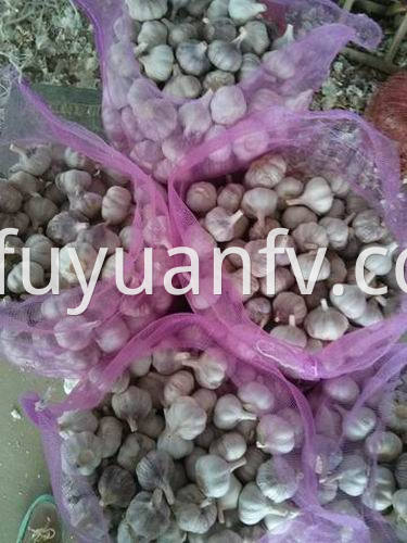  fresh garlic to Sri lanka 